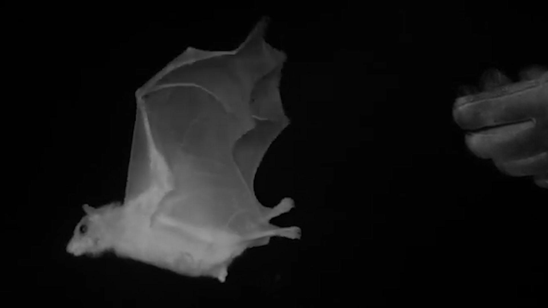 Massive Anomaly Spotted on Texas Radar Videos from The Weather Channel